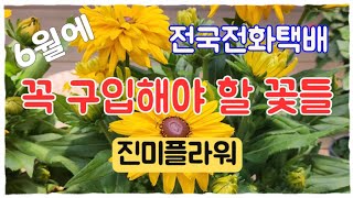 진미플라워 6월에 꼭 구입해야할 꽃들 #전국전화택배 식물소개와 키우는방법 #루드베키아 #함박자스민 #엘레강스 #발렌타인자스민 #백합 #말채나무 #무늬매자 #홍매자