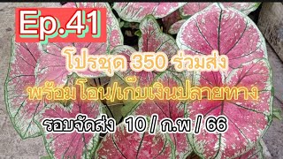 Ep 41.📣❌ ปิดการขายทุกชุดนะคะ❌ บ้านนะ บอนสี โทร 083-0541875