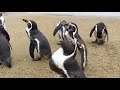 長崎ペンギン水族館「ふれあいペンギンビーチ」 〜聞こえるペンギンの足音・くちばしの音