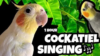 COCKATIELS SINGING! 1 Hour of Varied Whistles to Teach Your Cockatiel [TRAINING FOR COCKATIEL]