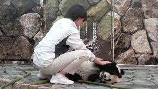 【アドベンチャーワールド🐼】ゴシゴシ綺麗になる🐼 暴れて登場して大好きなタケノコをもらう🐼 元気いっぱい🐼 #彩浜