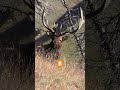 public land rut fest elk hunting