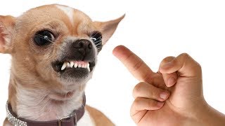 Dog Really Hates Middle Finger - Funny Dogs - Angry Dogs Compilation