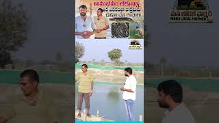 20 గుంటల చేపల చెరువు |Murrel fish farming| చేపల పెంపకం| manalocalfarmer #murrelfishing