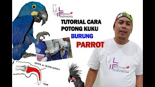 tutorial cara potong kuku burung parrot