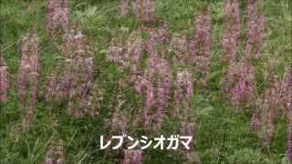 6月19日江戸屋山道の見頃の花