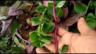 How to grow and care Malabar spanich /basale soppu in kannada