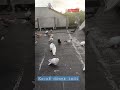 kaçak dönek inmiş farkında değiliz dönekgüvercin dönek donek pigeon pigeons dolapçı guvercin