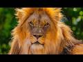 Incredible Animals of Mana Pools LIVE 24/7 | African Wildlife & Relaxing Nature Sounds