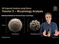 3D Organoid Analysis - Tutorial 3 - Morphology Analysis and Hypothesis Testing