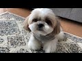 【犬服】シーズーのかわいい冬服コレクション♪おすすめコーディネートもご紹介☆ shih tzu s cute clothes review. funny animal movie.