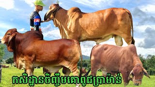 កសិដ្ឋានចិញ្ចឹមគោពូជប្រាម៉ាន់ធំជាងគេនៅកម្ពុជា Brahmans Farm in Cambodia