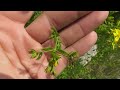 hypericum perforatum known as st. john s wort is a flowering plant in the family hypericaceae