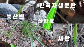 #한국춘란#산채#반성호#서반#쑥산반입니다#난초랑