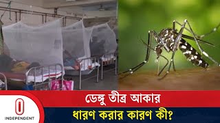 প্রতিদিনই বাড়ছে ডেঙ্গু রোগী, মশক নিধনে নেই কার্যকর পদক্ষেপ | Dengue | Independent TV