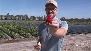 UF researchers saving strawberries and creating new varieties