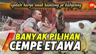 UPDATE HARGA KAMBING TERBARU || MATERI PERANAKAN ETAWA,FREE ONGKIR SE JAWA