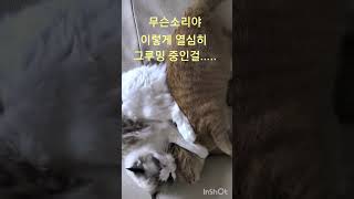 슬이와 럭키 친한사이...