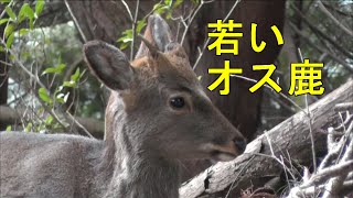 大山　若い雄鹿