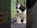 the saint bernard dog puppy puppies saintbernarddog stbernard dog doglover trending dogs