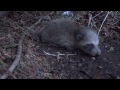 raccoon family in my recycling bin ii