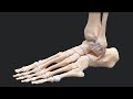 Knotless Brostrom Lateral Ankle Repair With InternalBrace™ Repair and DX Knotless FiberTak® Anchors