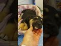 Cuccioli Cani Taglia Media maschi femmine in regalo video 4