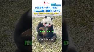 广东大熊猫雅一被叫”靓女~“，在一声声”靓女“中迷失自我！