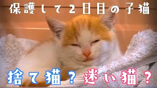 保護した子猫が先住犬と初めて対面した時の反応がこちらです【犬と猫】