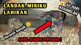 Landak Mini Melahirkan | 60 Hari Kehamilan ! Diproduksi ke-2