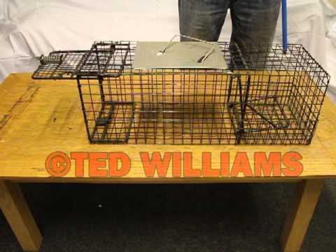How to catch a rabbit - Setting off / triggering the trap How to catch a rabbit - Setting off / triggering the trap