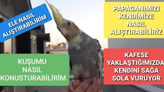 Sultan Papağanı Elimi ısırıyor Benden kaçıyor neler yapmalıyım