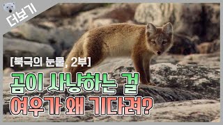 [북극곰 더보기] 여우가 왜...? 북극곰이 사냥하기를 기다리는 북극여우!｜Why did the arctic fox wait that polar bears hunt?