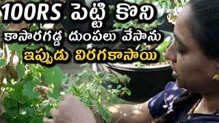 100rs పెట్టి కొని కాసారగడ్డ దుంపలు వేసాను || TELUGU GARDEN VLOG