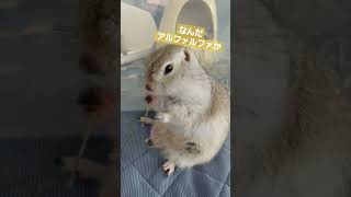 あずきちゃんを何となく見に来るぐー太郎 #リチャードソンジリス