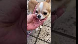 チワワ子犬　6カ月　飼い主募集中　レッドアンドホワイト　ロングの男の子