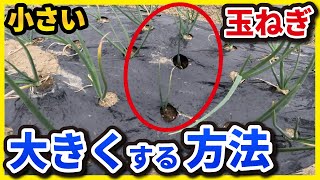 【玉ねぎ栽培】小さい玉ねぎを大きくするためには⭕⭕をしよう！【家庭菜園】