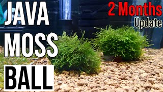 How To Make Aquarium Java Moss Ball DIY (2 Months Update)