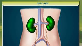 THE URINARY SYSTEM (মানব রেচন)