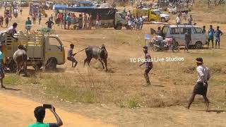 Sivagangai T.Puthur Manjuvirattu 28.02.2021 Video