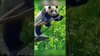 Dancing panda #panda #dance  #熊猫跳舞 #舞猫 #貓熊跳舞 #舞熊