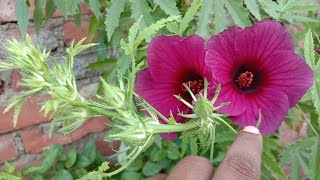 How to grow a kenaf hibiscus flower plant