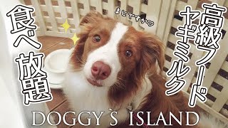 高級ドッグフードが無料で食べ放題！？日本最大級の犬のリゾートが最高すぎた！[DOGGY`S ISLAND ドギーズアイランド]