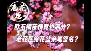 【开箱评测020】45元满分欧石楠马上送出！赶紧来蹲！视频最后有老花医亲笔签名彩蛋！Unboxing and planting Heather(Calluna vulgaris)