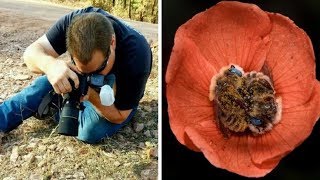 These Adorable Bees Sleep In Flowers And It Is As Precious As You Think