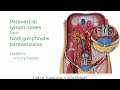 full video lymphatics of the urinary organs human anatomy  kenhub