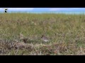 spoon billed sandpiper hatch