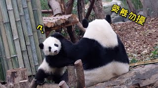 Panda AIli: No one can disturb me from eating bamboo, not even my son!