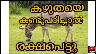 ജീവിതം രക്ഷപെടണമെങ്കിൽ കഴുതയെ കണ്ടു പഠിക്കണം...