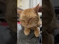 【好き放題撫でられる猫🐾】撫でたがりの飼い主~ 猫 cat shorts